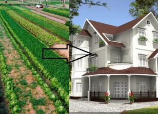 Chuyển đổi đất trồng cây lâu năm sang đất ở